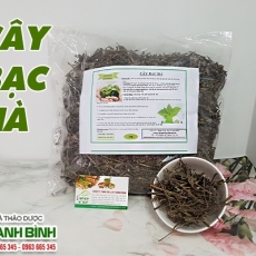 Mua bán bạc hà tại quận 1 có tác dụng trị đau đầu an toàn nhất