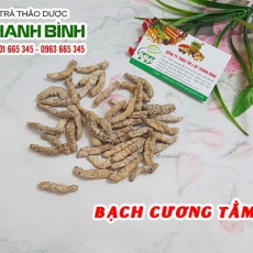 Bạch cương tằm [Hình ảnh, công dụng, cách dùng] Mua ở đâu chất lượng tốt nhất?
