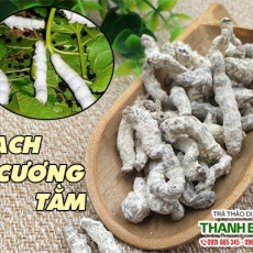 Mua bán bạch cương tằm ở huyện Bình Chánh giúp chữa mất tiếng do viêm thanh quản uy tín nhất