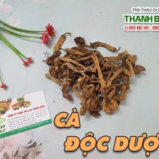 Cà độc dược [Hình ảnh, công dụng, cách dùng] Mua ở đâu chất lượng tốt nhất???