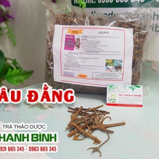 Cách sử dụng câu đằng giúp điều trị đau đầu chóng mặt