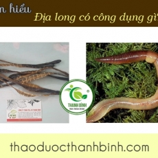 Cách sử dụng địa long trong hỗ trợ chữa viêm khớp hiệu quả tốt nhất