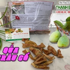 Cách sử dụng quả trâu cổ trong điều trị thoát giang hiệu quả tốt nhất