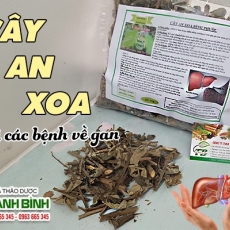 Mua bán cây an xoa tại quận 1 có tác dụng điều trị gan nhiễm mỡ an toàn nhất