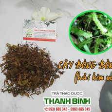 Cây bòng bong [Hình ảnh, công dụng, cách dùng] Mua ở đâu chất lượng tốt nhất???