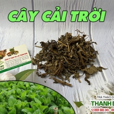 Mua bán cải trời ở quận Bình Tân giúp trị thủy đậu ở trẻ nhỏ tốt nhất