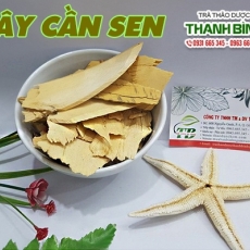 Mua bán cây cần sen tại quận 10 có tác dụng trị nọc độc khi bị rắn cắn hiệu quả