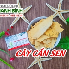 Cây cần sen [Hình ảnh, công dụng, cách dùng] Mua ở đâu chất lượng tốt nhất???