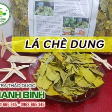 Cây chè dung [Hình ảnh, công dụng, cách dùng] Mua ở đâu chất lượng tốt nhất?