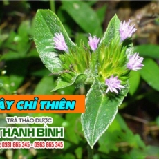 Cây chỉ thiên [Hình ảnh, công dụng, cách dùng] Mua ở đâu chất lượng tốt nhất?