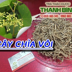 Cây chìa vôi [Hình ảnh, công dụng, cách dùng] Mua ở đâu chất lượng tốt nhất???