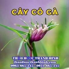 Cây cỏ gà [Hình ảnh, công dụng, cách dùng] Mua ở đâu chất lượng tốt nhất?