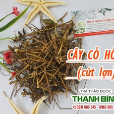 Cây cỏ hôi (cứt lợn) [Hình ảnh, công dụng, cách dùng] Mua ở đâu chất lượng tốt nhất???