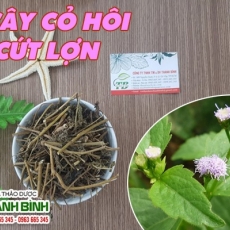 Mua bán cây cỏ hôi ở quận Tân Phú có tác dụng mát cơ thể hiệu quả