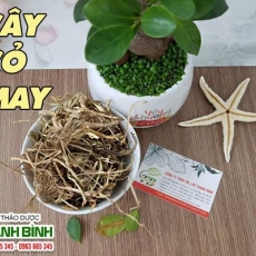 Mua bán cây cỏ may ở huyện Cần Giờ có tác dụng trị viêm gan hiệu quả nhất