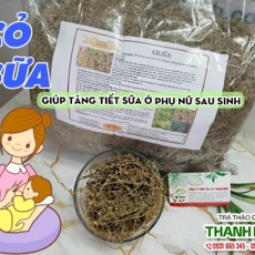 Mua bán cỏ sữa ở quận Bình Thạnh có tác dụng trị mụn nhọt, mẩn ngứa hiệu quả nhất