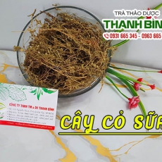 Cây cỏ sữa [Hình ảnh, công dụng, cách dùng] Mua ở đâu chất lượng tốt nhất???