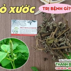 Mua bán cỏ xước tại quận 11 giúp trị viêm mũi dị ứng an toàn nhất