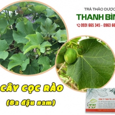 Cây cọc rào [Hình ảnh, công dụng, cách dùng] Mua ở đâu chất lượng tốt nhất???