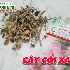 Cây cối xay [Hình ảnh, công dụng, cách dùng] Mua ở đâu chất lượng tốt nhất???