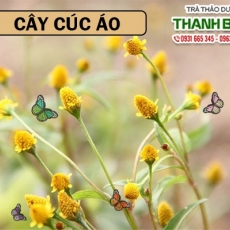 Cây cúc áo [Hình ảnh, công dụng, cách dùng] Mua ở đâu chất lượng tốt nhất?