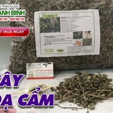 Cây dạ cẩm [Hình ảnh, công dụng, cách dùng] Mua ở đâu chất lượng tốt nhất???
