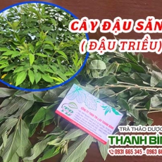 Cây đậu săng (đậu triều) [Hình ảnh, công dụng, cách dùng] Mua ở đâu chất lượng tốt nhất?