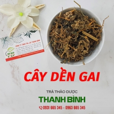 Cây dền gai [Hình ảnh, công dụng, cách dùng] Mua ở đâu chất lượng tốt nhất?