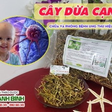 Mua bán cây dừa cạn tại quận 11 giúp trị bệnh máu trắng an toàn nhất
