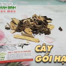 Cây gối hạc [Hình ảnh, công dụng, cách dùng] Mua ở đâu chất lượng tốt nhất?