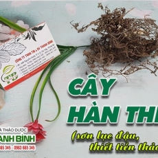 Cây hàn the [Hình ảnh, công dụng, cách dùng] Mua ở đâu chất lượng tốt nhất???