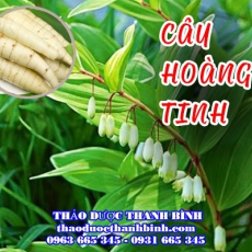 Cây Hoàng Tinh