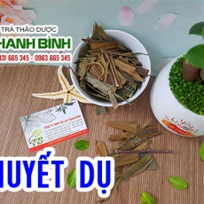 Cây huyết dụ [Hình ảnh, công dụng, cách dùng] Mua ở đâu chất lượng tốt nhất???
