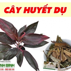 Mua bán cây huyết dụ ở huyện Nhà Bè giúp chữa kiết lỵ tốt nhất