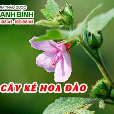 Cây ké hoa đào [Hình ảnh, công dụng, cách dùng] Mua ở đâu chất lượng tốt nhất?