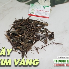 Cây kim vàng [Hình ảnh, công dụng, cách dùng] Mua ở đâu chất lượng tốt nhất???