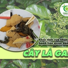Mua bán cây lá gan tại quận 1 có tác dụng trị viêm gan an toàn nhất
