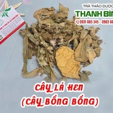 Cây lá hen (cây bồng bồng) [Hình ảnh, công dụng, cách dùng] Mua ở đâu chất lượng tốt nhất???