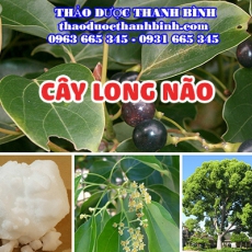 Cây long não [Hình ảnh, công dụng, cách dùng] Mua ở đâu chất lượng tốt nhất?