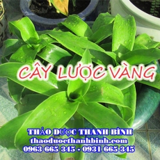 Cây lược vàng