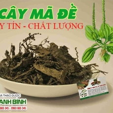 Mua bán cây mã đề tại quận 12 có tác dụng trị tiểu ra máu uy tín nhất