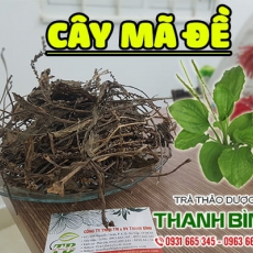 Cây mã đề [Hình ảnh, công dụng, cách dùng] Mua ở đâu chất lượng tốt nhất???