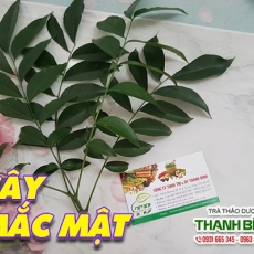 Cây mắc mật [Hình ảnh, công dụng, cách dùng] Mua ở đâu chất lượng tốt nhất???
