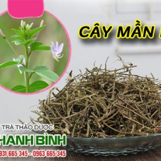 Cây mần ri [Hình ảnh, công dụng, cách dùng] Mua ở đâu chất lượng tốt nhất???