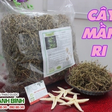 Mua bán cây mần ri tại quận 1 có tác dụng điều trị viêm gan B an toàn nhất