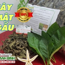Mua bán cây mật gấu tại quận 11 giúp trị viêm túi mật cấp tính an toàn nhất