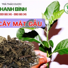 Cây mật gấu [Hình ảnh, công dụng, cách dùng] Mua ở đâu chất lượng tốt nhất???