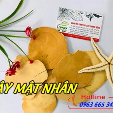 Cây mật nhân [Hình ảnh, công dụng, cách dùng] Mua ở đâu chất lượng tốt nhất???