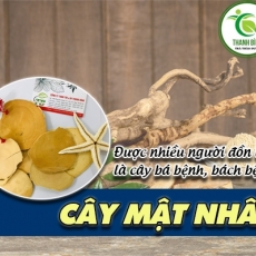 Mua bán cây mật nhân tại quận 11 giúp bổ thận tráng dương an toàn nhất