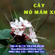 Cây mò mâm xôi [Hình ảnh, công dụng, cách dùng] Mua ở đâu chất lượng tốt nhất?